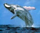 Φάλαινα πήδηξε